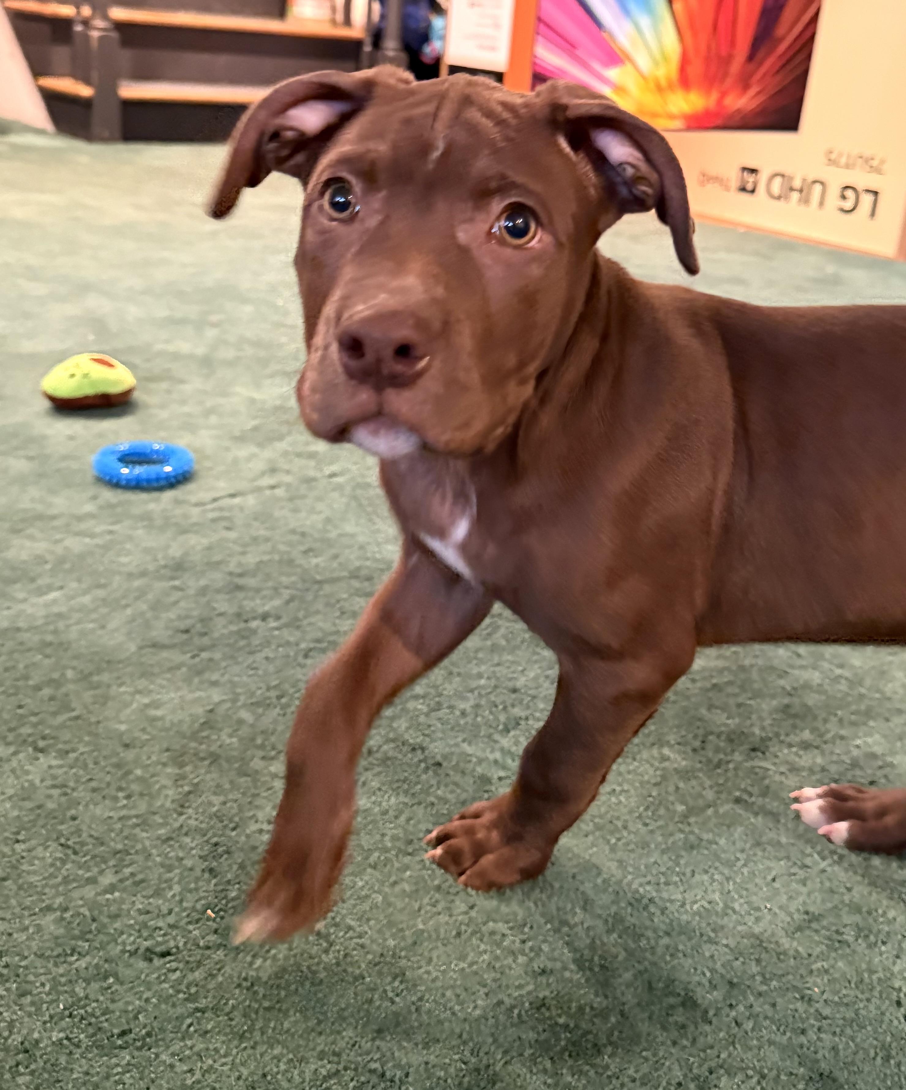 Enlarge Dandy, an adopted mixed breed in Hilton, NY image 2/5