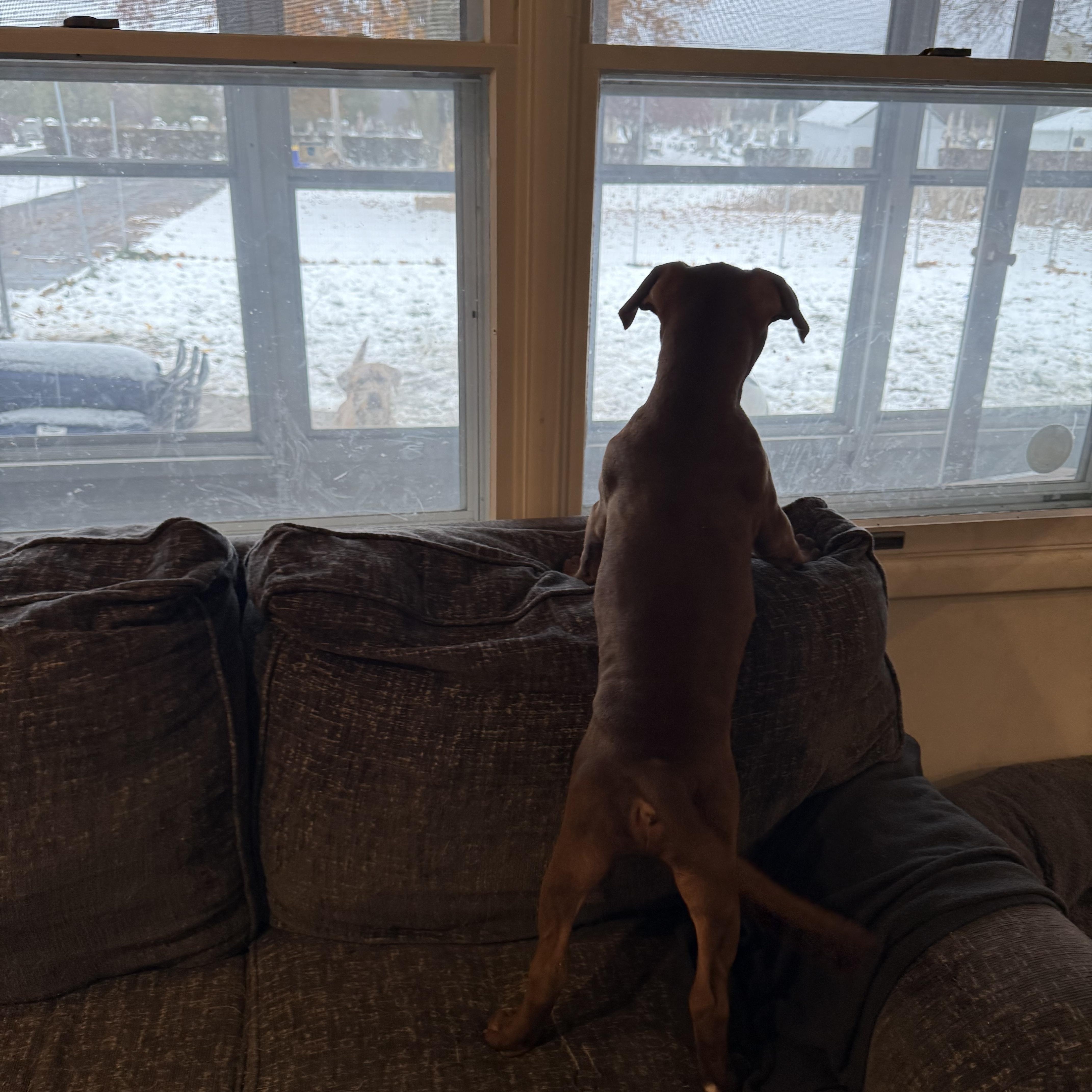 Enlarge Dandy, an adopted mixed breed in Hilton, NY image 3/5