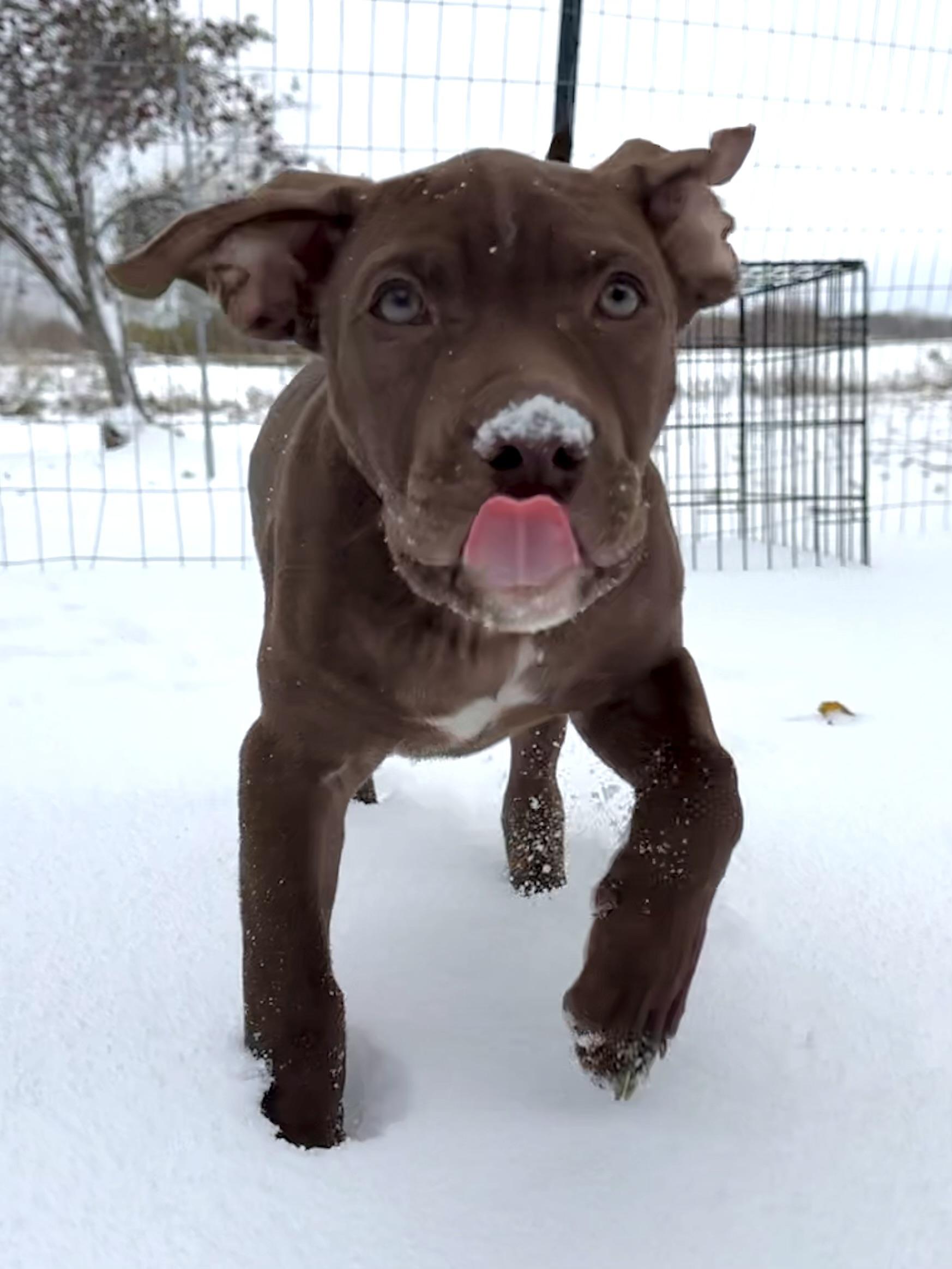 Enlarge Dandy, an adopted mixed breed in Hilton, NY image 4/5