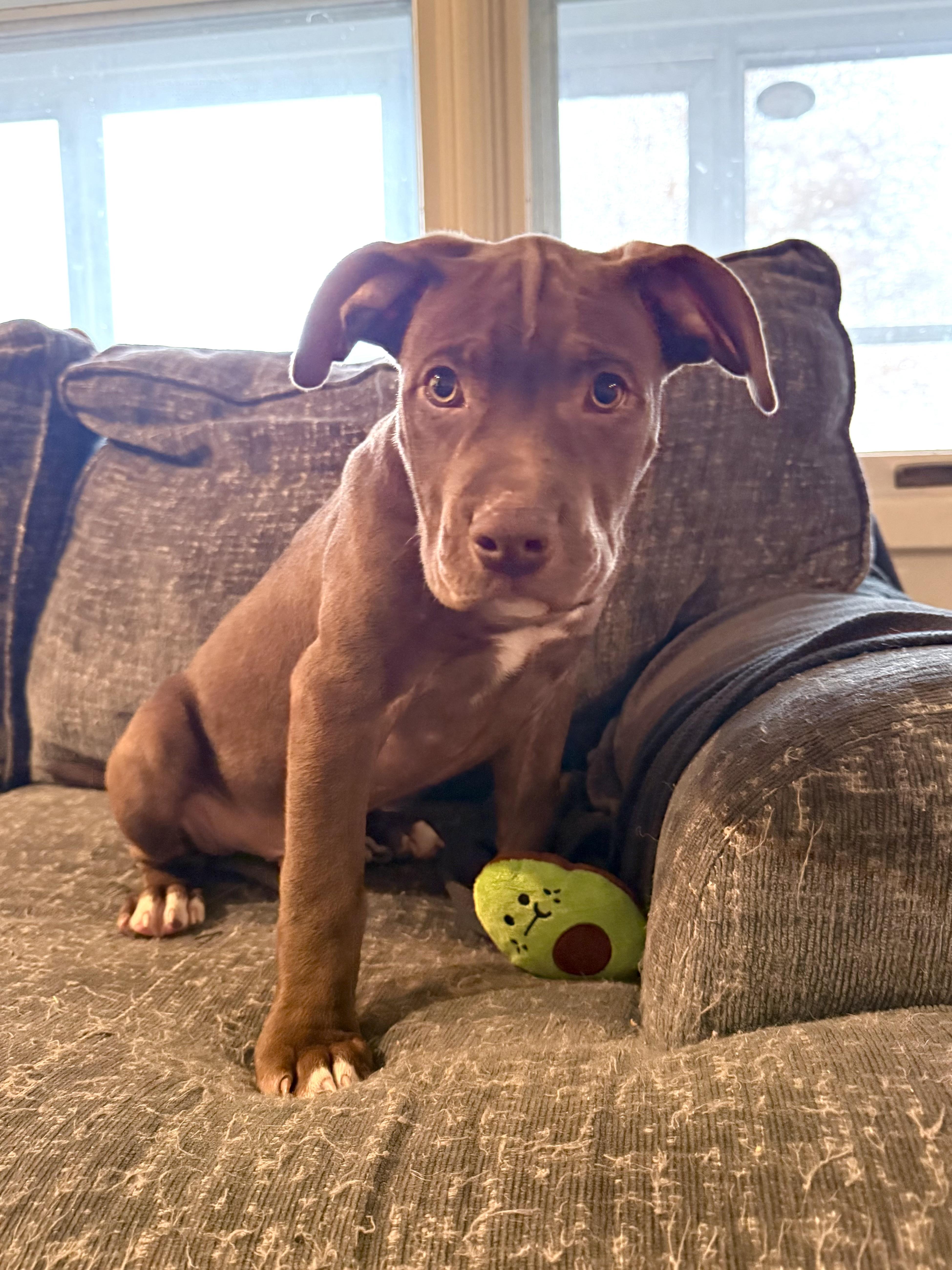 Dandy, adopted, Puppy Male Pit Bull Terrier.