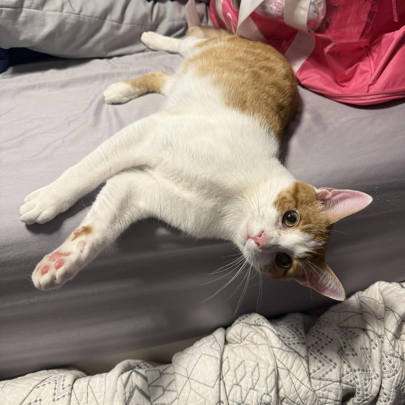 Fig, ADOPTABLE, Kitten Male Domestic Short Hair.