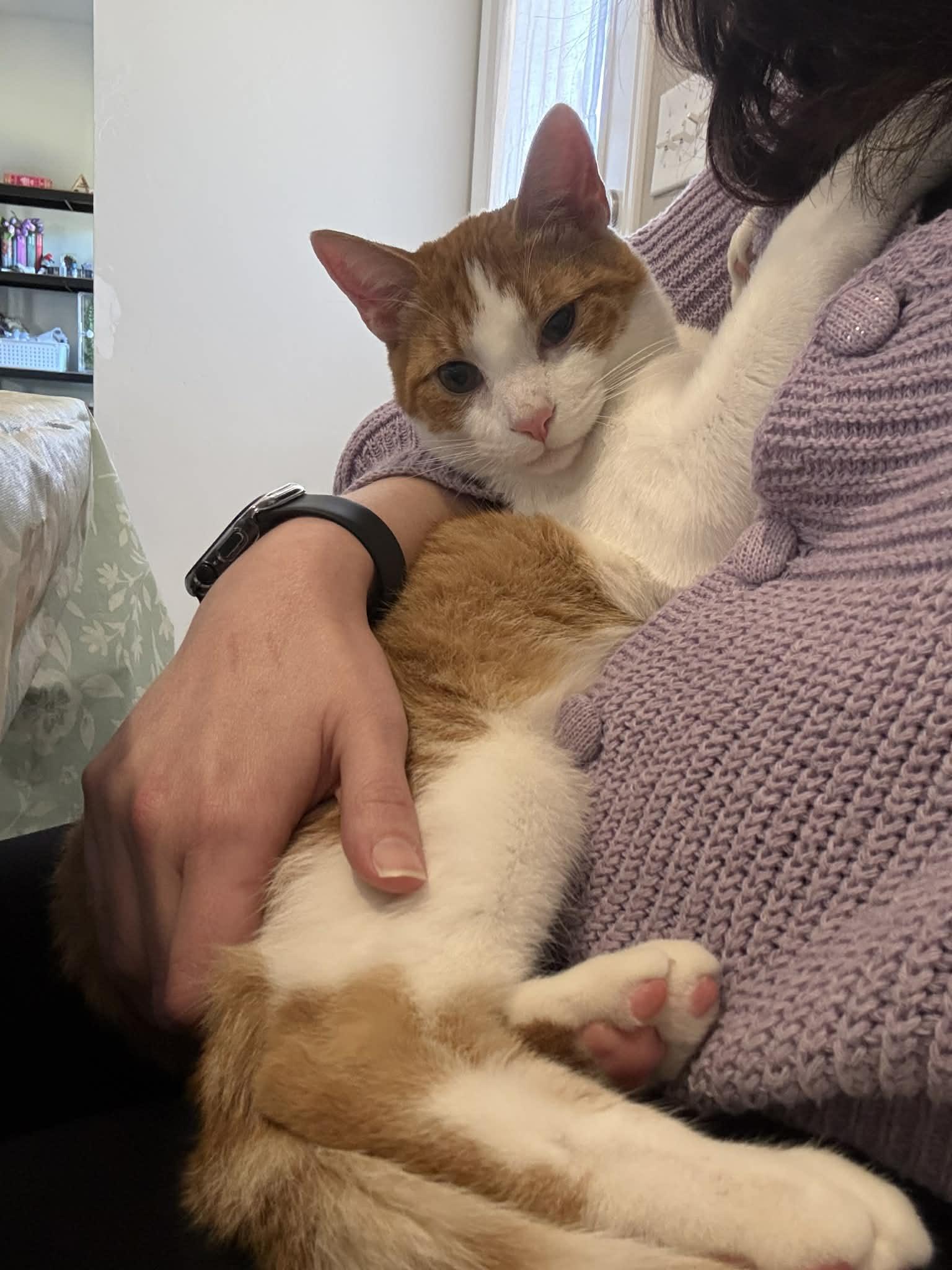 Fig, a ADOPTABLE Domestic Short Hair in Edmond, OK image 2/2