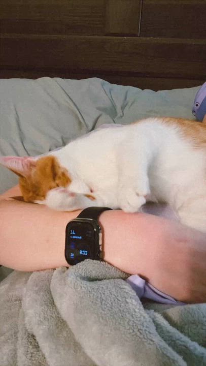Enlarge Fig, a ADOPTABLE Domestic Short Hair in Edmond, OK video 4/4