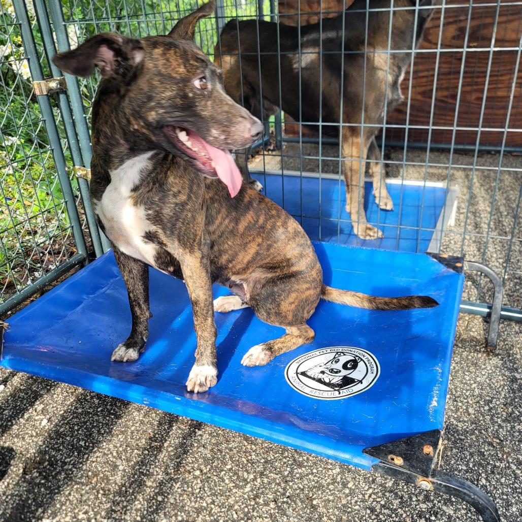 Coco/Chloe, Adoptable, Adult Female Hound.