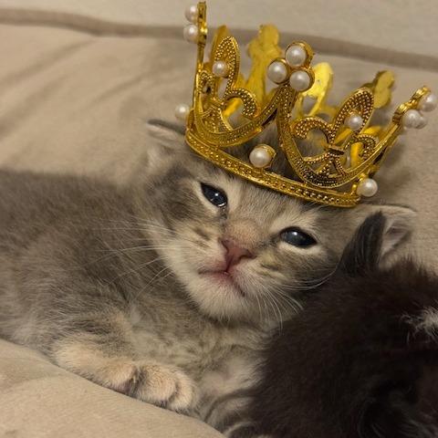 Mr Darcy, Adoptable, Kitten Male Domestic Short Hair & Siamese.