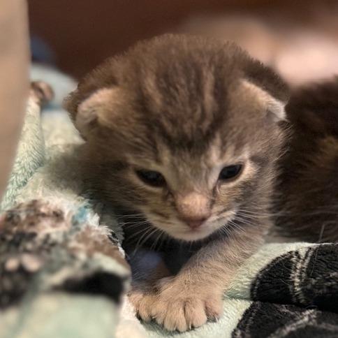 Enlarge Mr Darcy, a Adoptable mixed breed in Agoura Hills, CA image 2/6