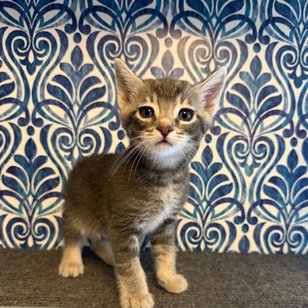 Enlarge Mr Darcy, a Adoptable mixed breed in Agoura Hills, CA image 4/6