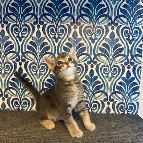 Enlarge Mr Darcy, a Adoptable mixed breed in Agoura Hills, CA image 5/6