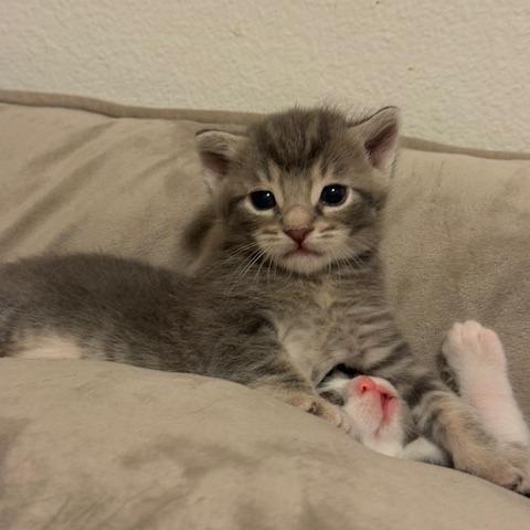 Enlarge Mr Darcy, a Adoptable mixed breed in Agoura Hills, CA image 6/6