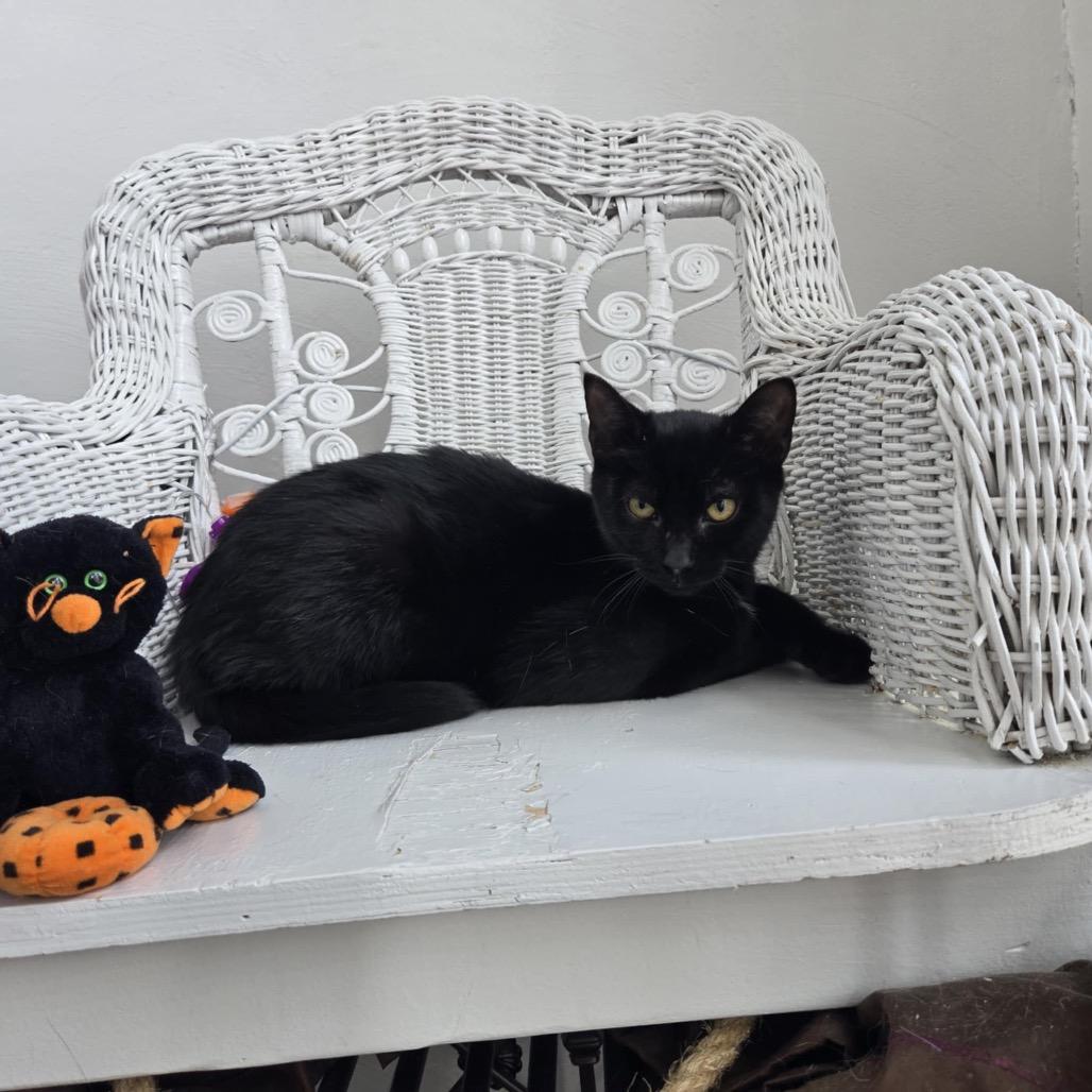 McDobie 55427, Adoptable, Kitten Male Domestic Short Hair.