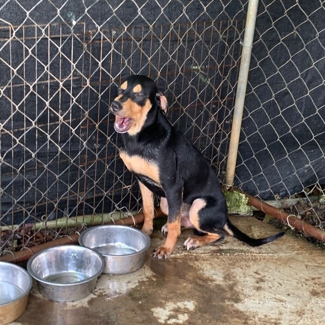Enlarge Thing, a Adoptable mixed breed in Pittsfield, MA image 2/7