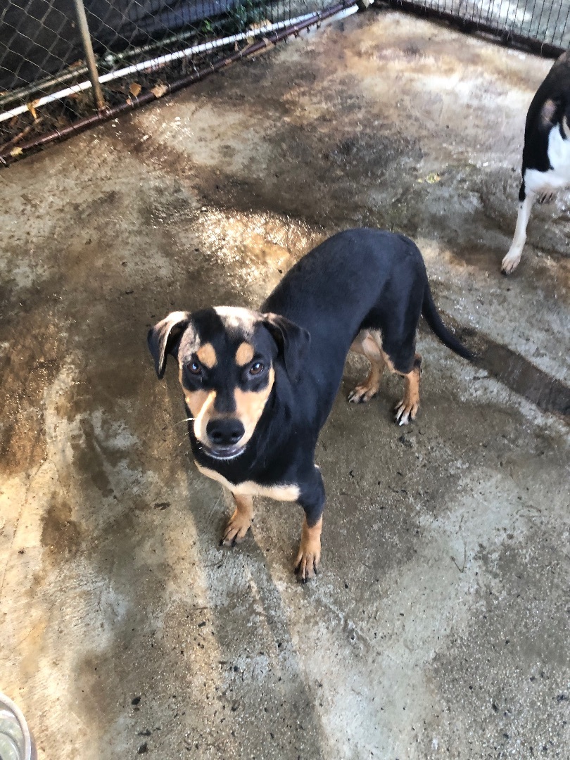 Thing, a Adoptable mixed breed in Pittsfield, MA image 2/7