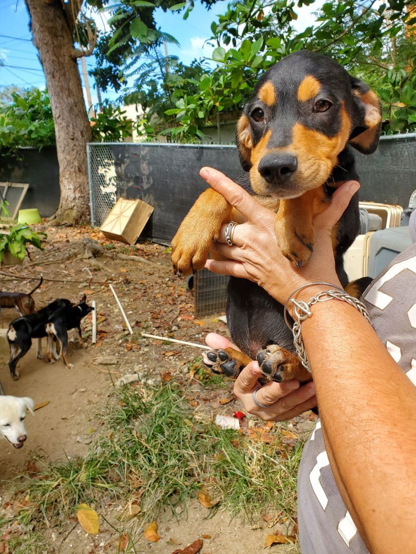 Thing, a Adoptable mixed breed in Pittsfield, MA image 3/7