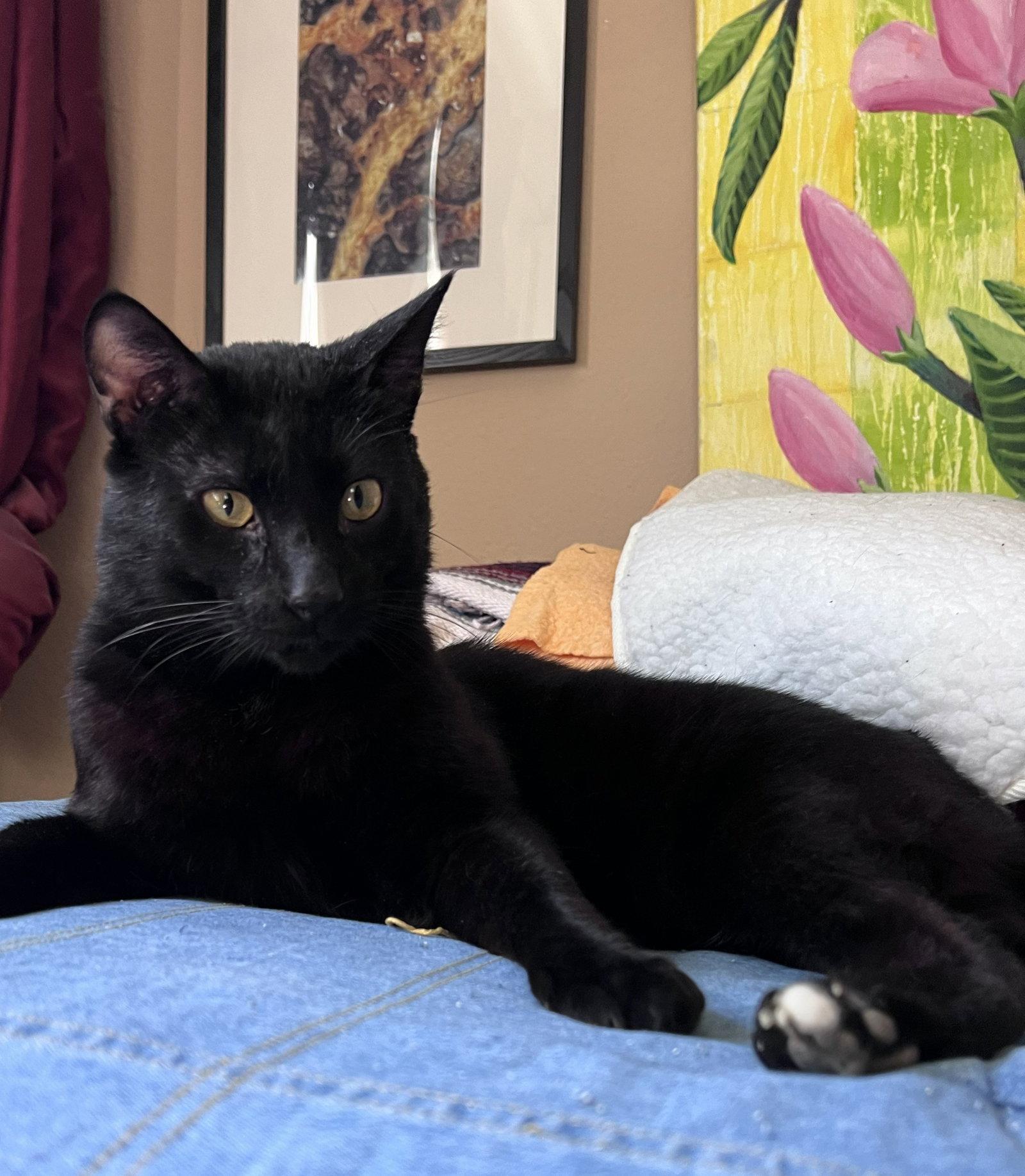 pye, a Adoptable Domestic Short Hair in San Jose, CA image 1/3