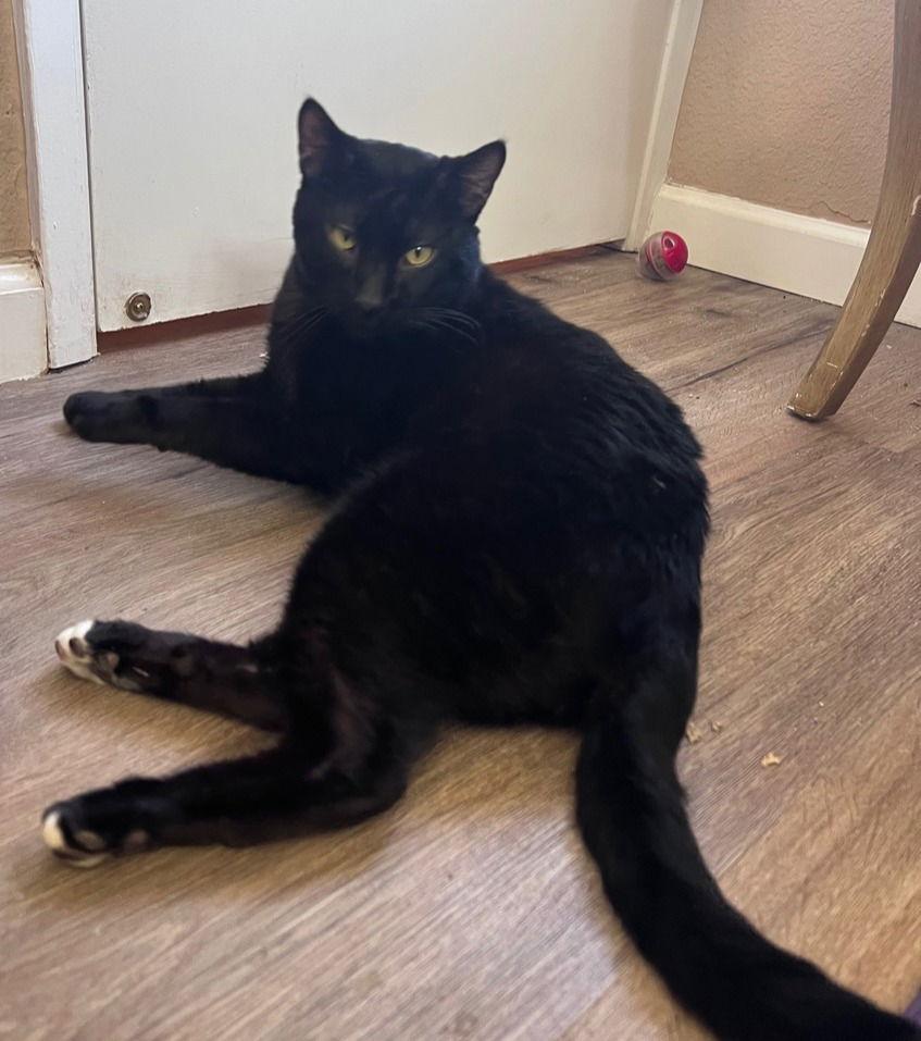 pye, a Adoptable Domestic Short Hair in San Jose, CA image 2/3