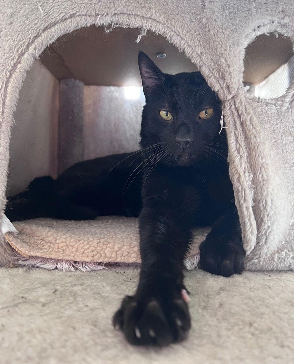 pye, a Adoptable Domestic Short Hair in San Jose, CA image 3/3