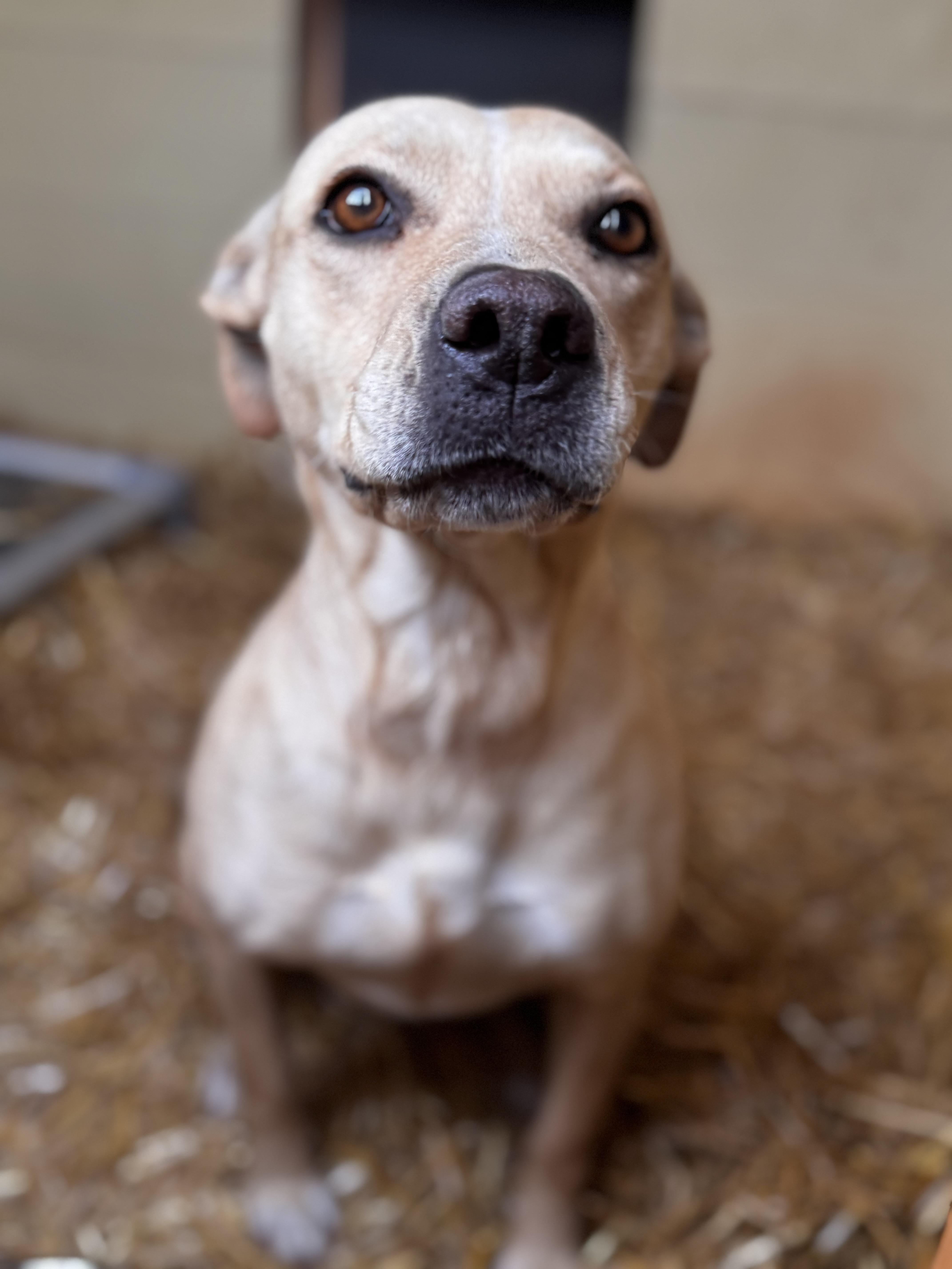 Teeter, ADOPTABLE, Adult Female Labrador Retriever & American Bully.