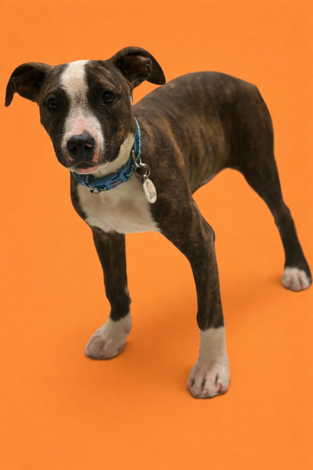 Enlarge Winston, a ADOPTABLE mixed breed in San Saba, TX image 1/1