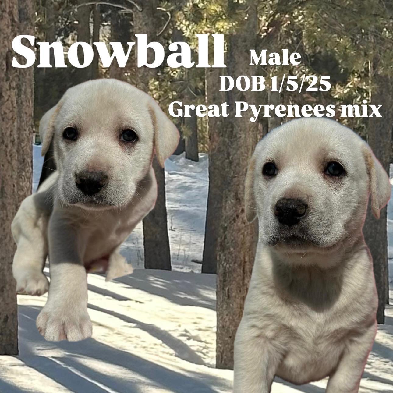 Enlarge Snowball, a Adopted mixed breed in Rye, NY image 2/2