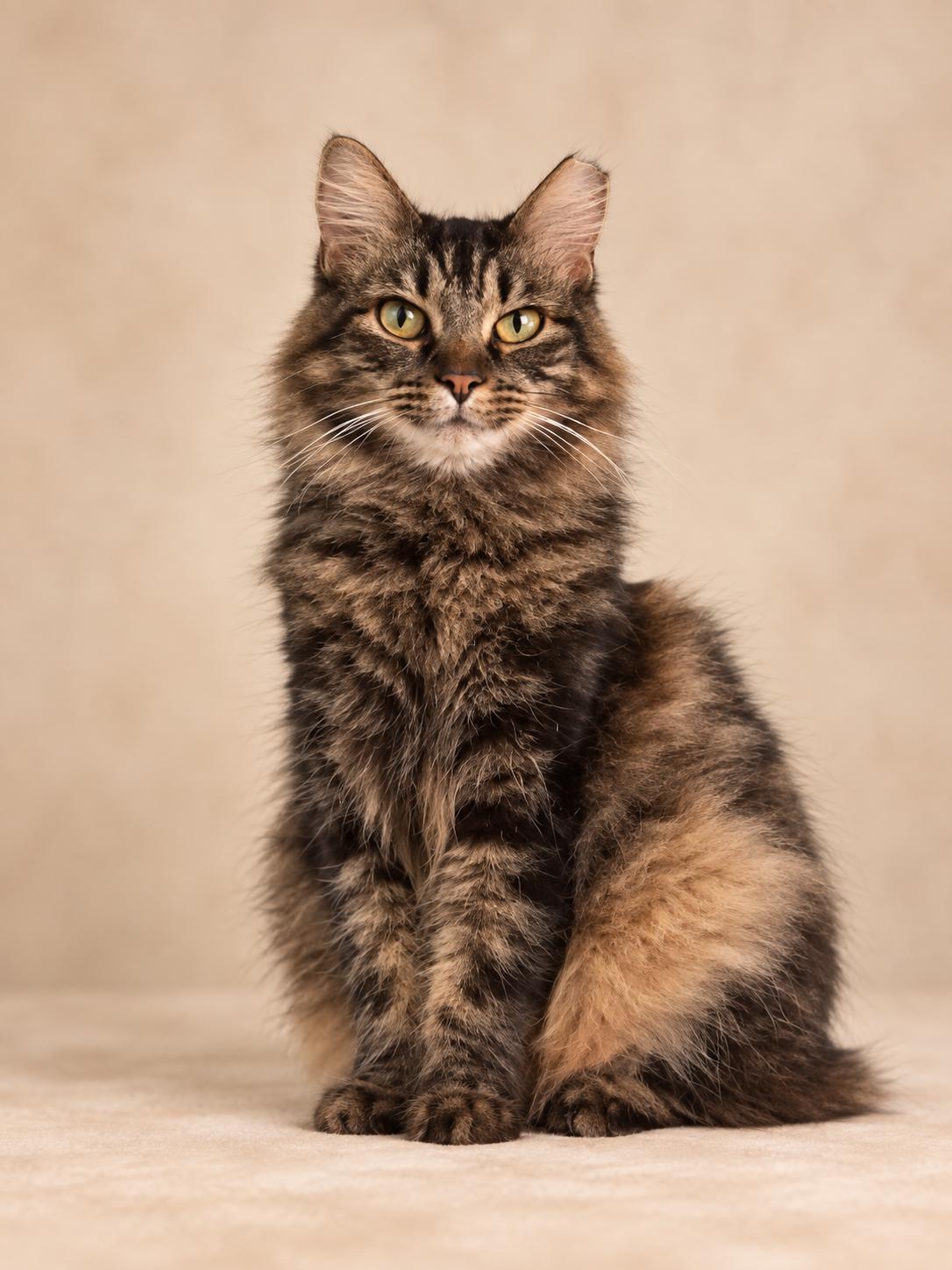Enlarge Santana, a Adoptable Domestic Long Hair in Lincoln, IL image 1/1