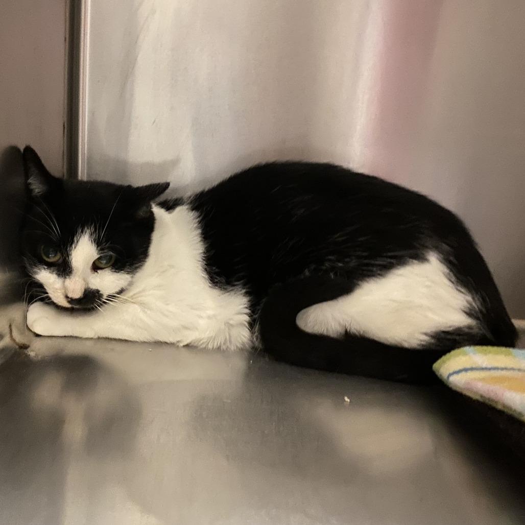 Enlarge Calzone, a Adoptable Domestic Short Hair in Buffalo, MN image 1/1