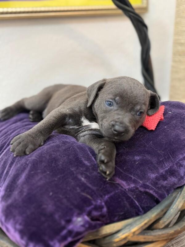 Zola Love — thumbnail 2