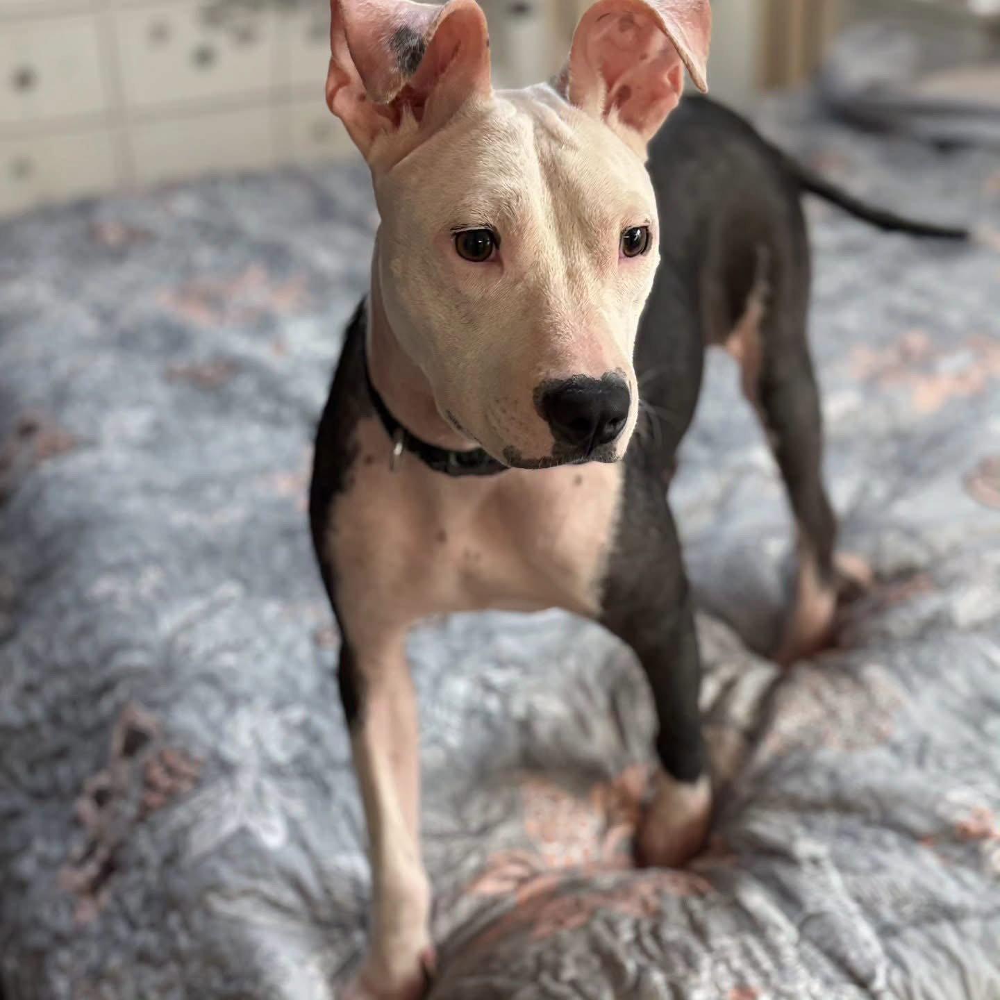 Janie, Adopted, Puppy Female American Staffordshire Terrier.
