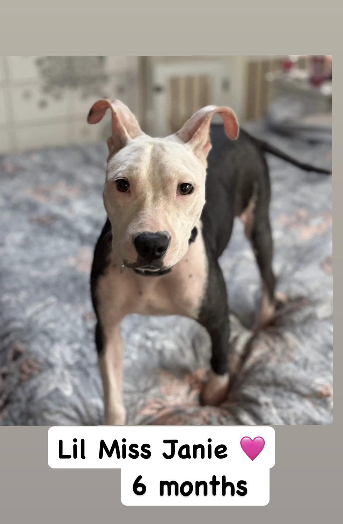 Enlarge Janie, a Adopted American Staffordshire Terrier in San Diego, CA image 2/3