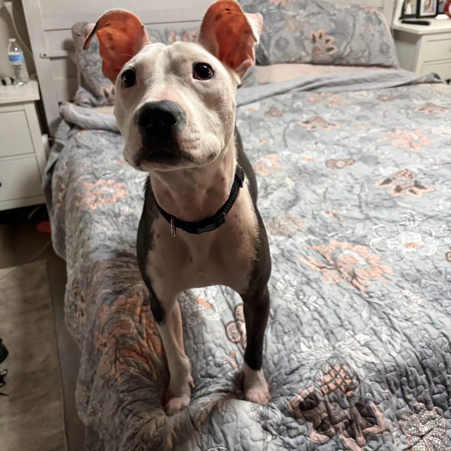 Enlarge Janie, a Adopted American Staffordshire Terrier in San Diego, CA image 3/3