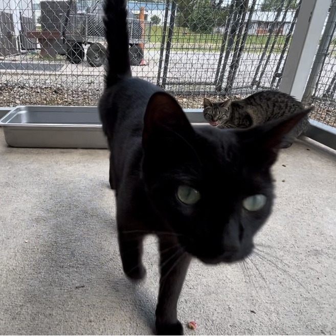 Beckie, Adoptable, Young Female Bombay.