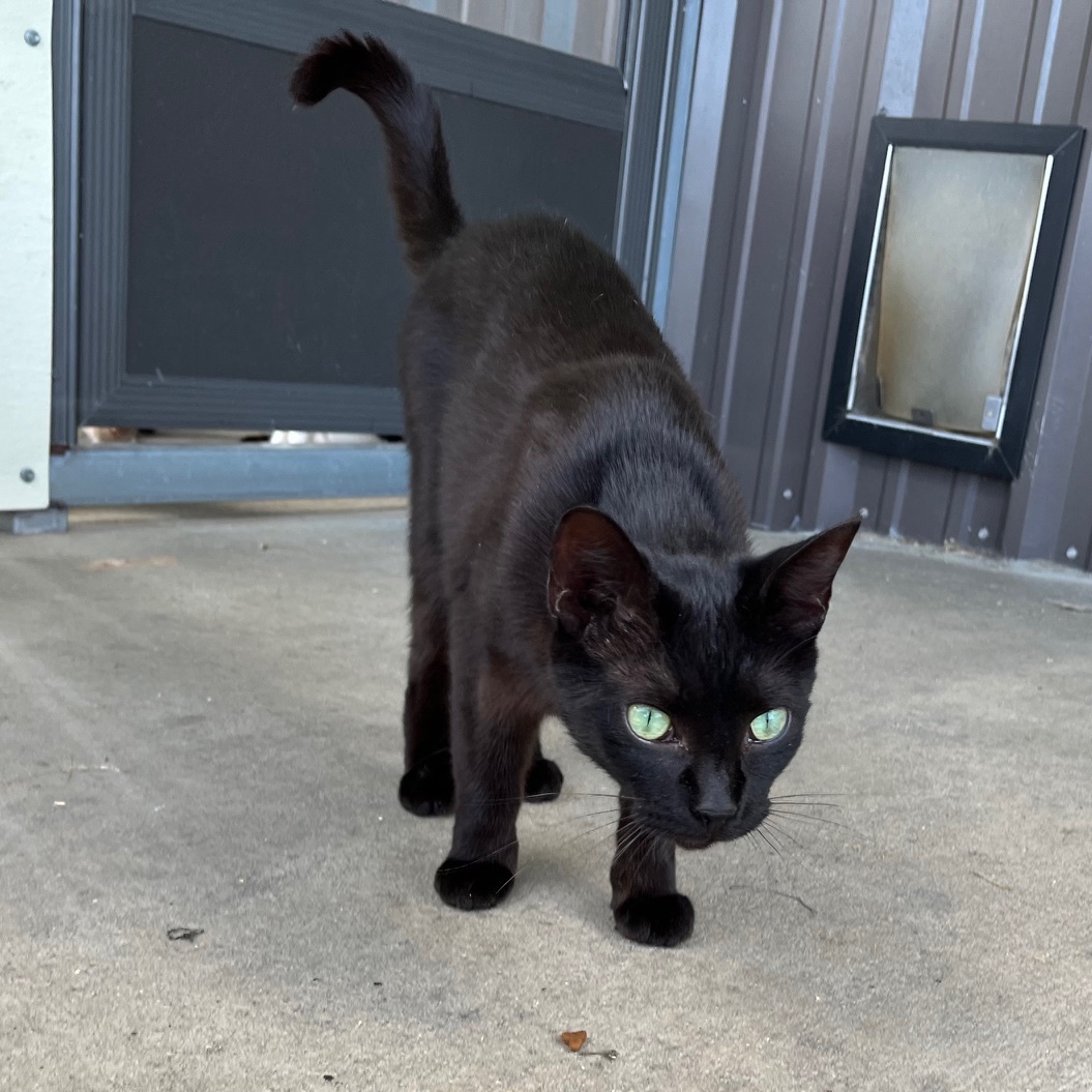 Beckie, a Adoptable Bombay in Clarksville, VA image 2/6