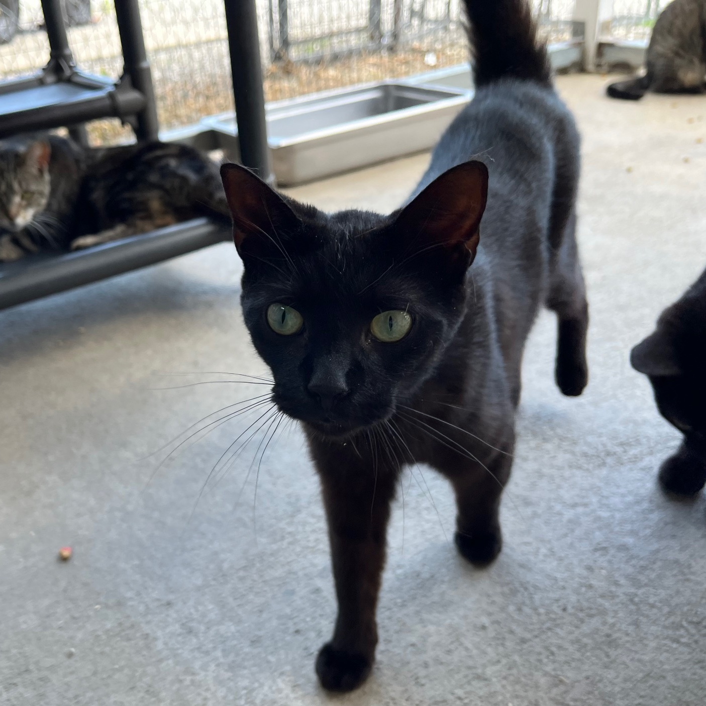 Beckie, a Adoptable Bombay in Clarksville, VA image 3/6