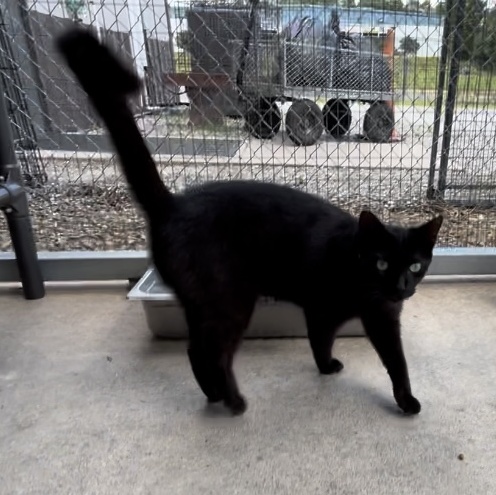 Beckie, a Adoptable Bombay in Clarksville, VA image 4/6