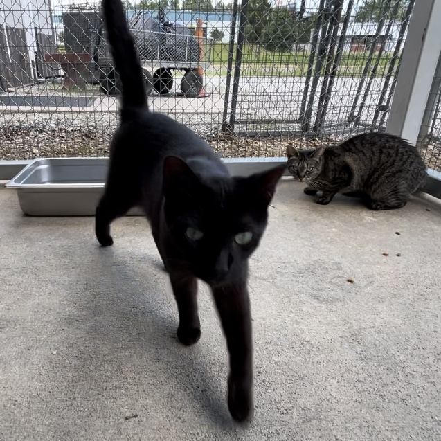 Beckie, a Adoptable Bombay in Clarksville, VA image 5/6