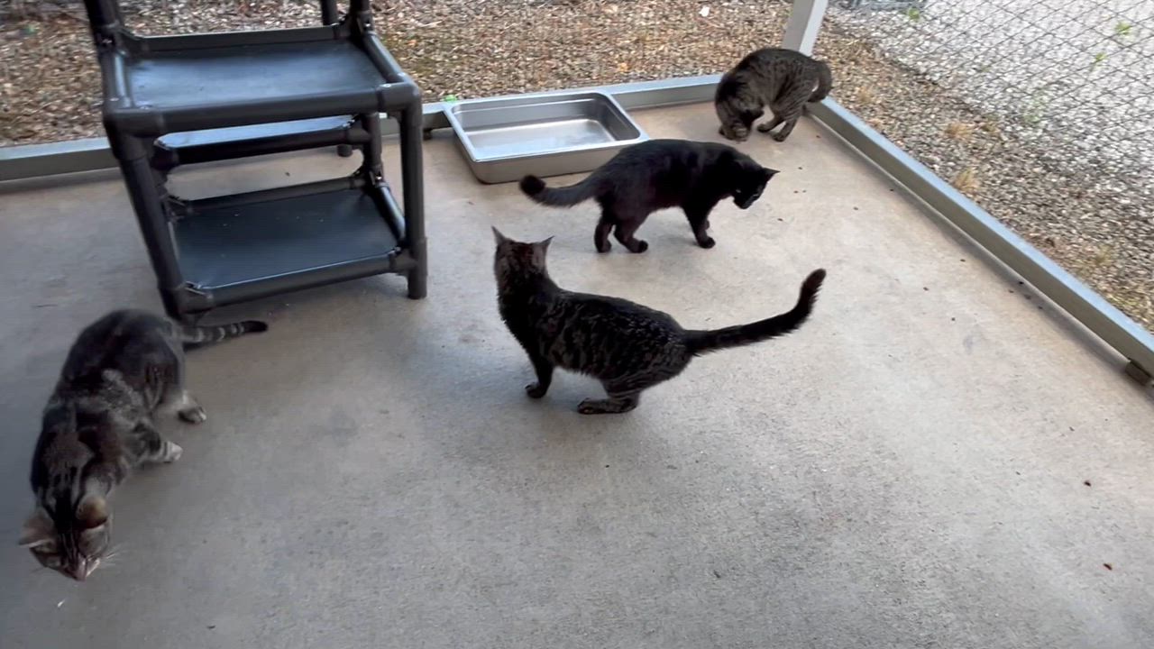 Enlarge Beckie, a Adoptable Bombay in Clarksville, VA video 6/6