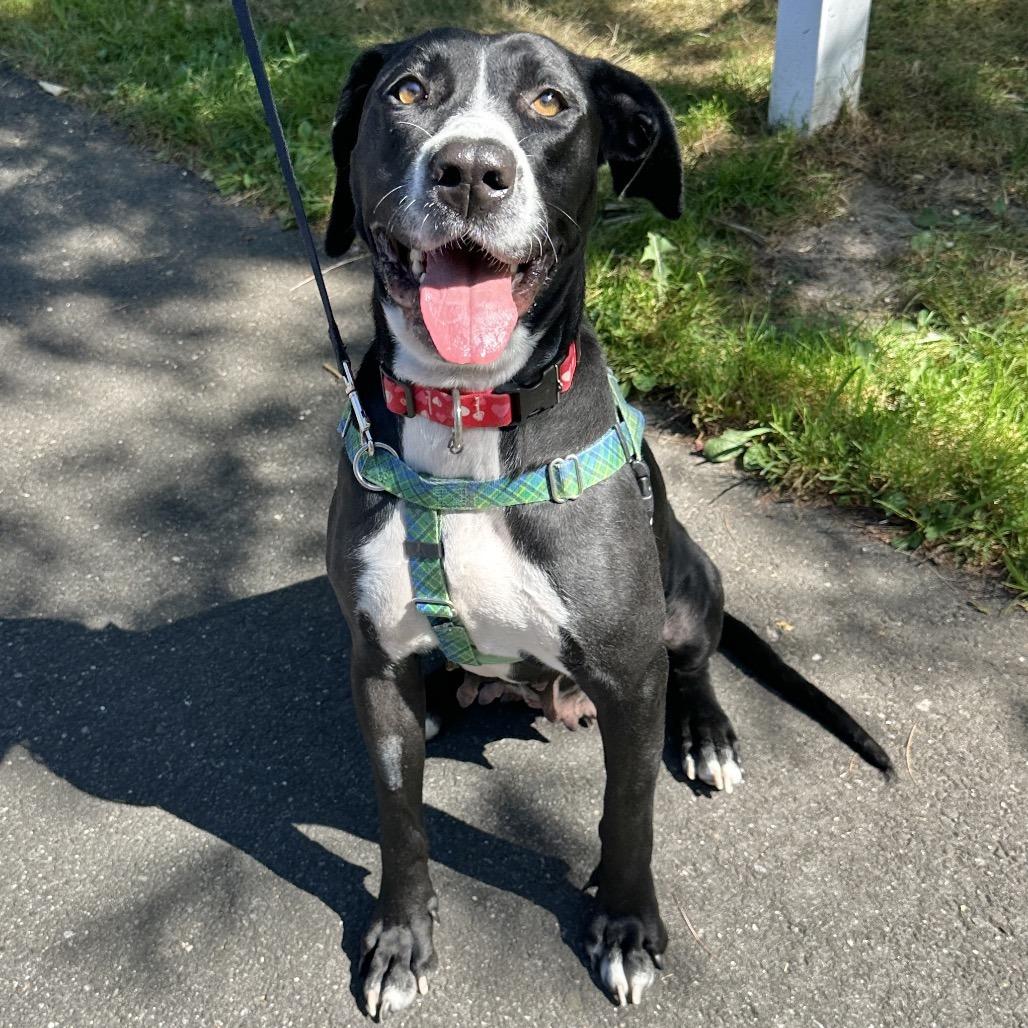 Bella, a Adoptable Labrador Retriever image 1/6