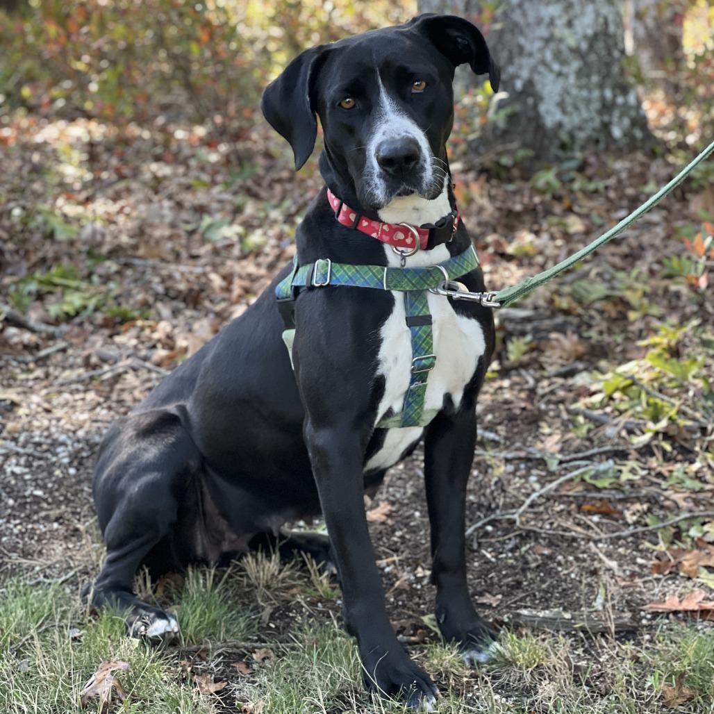 Bella, a Adoptable Labrador Retriever image 2/6