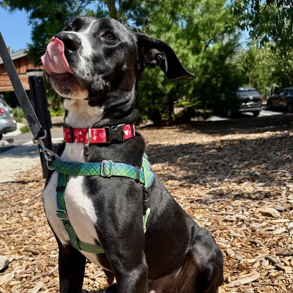 Bella, a Adoptable Labrador Retriever image 3/6