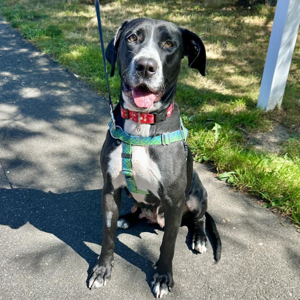 Bella, a Adoptable Labrador Retriever image 4/6