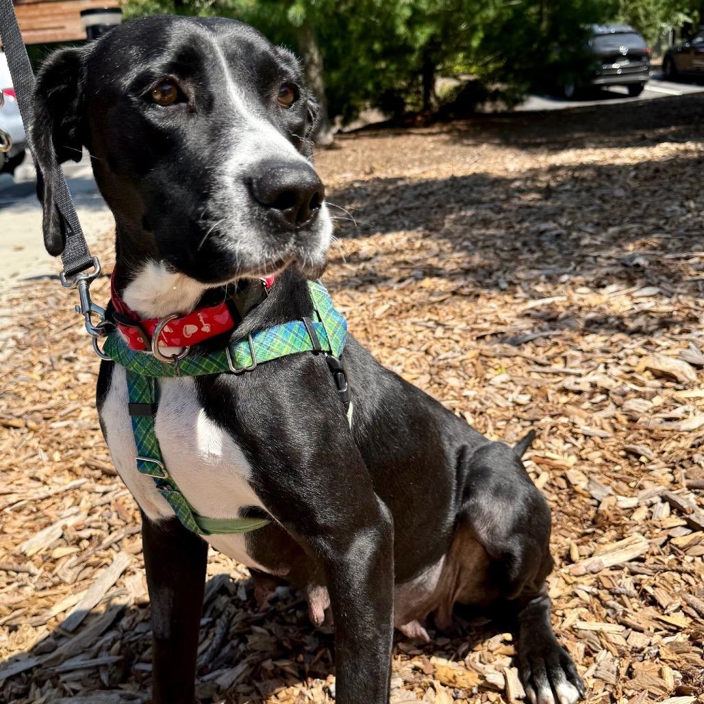 Bella, a Adoptable Labrador Retriever image 5/6