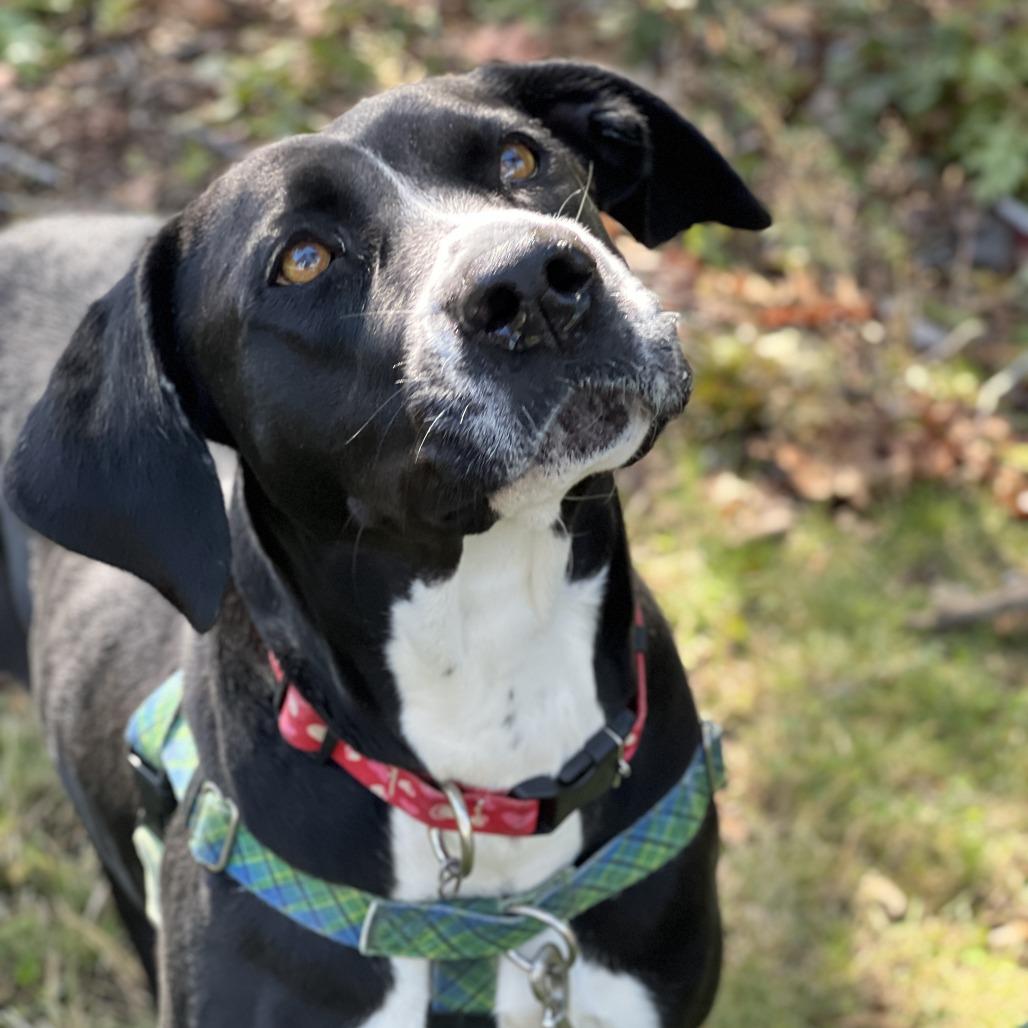 Bella, a Adoptable Labrador Retriever image 6/6