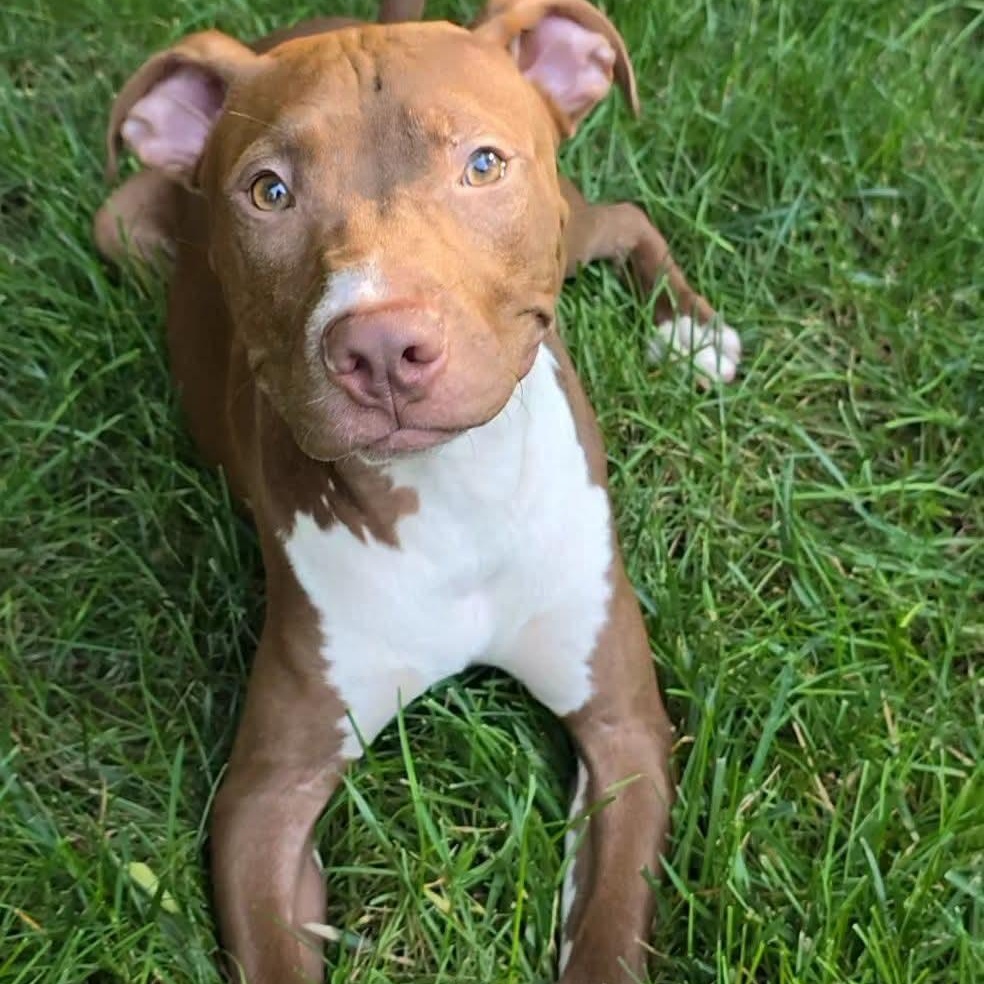 Enlarge Crash-"Kash", a Adoptable Pit Bull Terrier in East Peoria, IL image 3/4