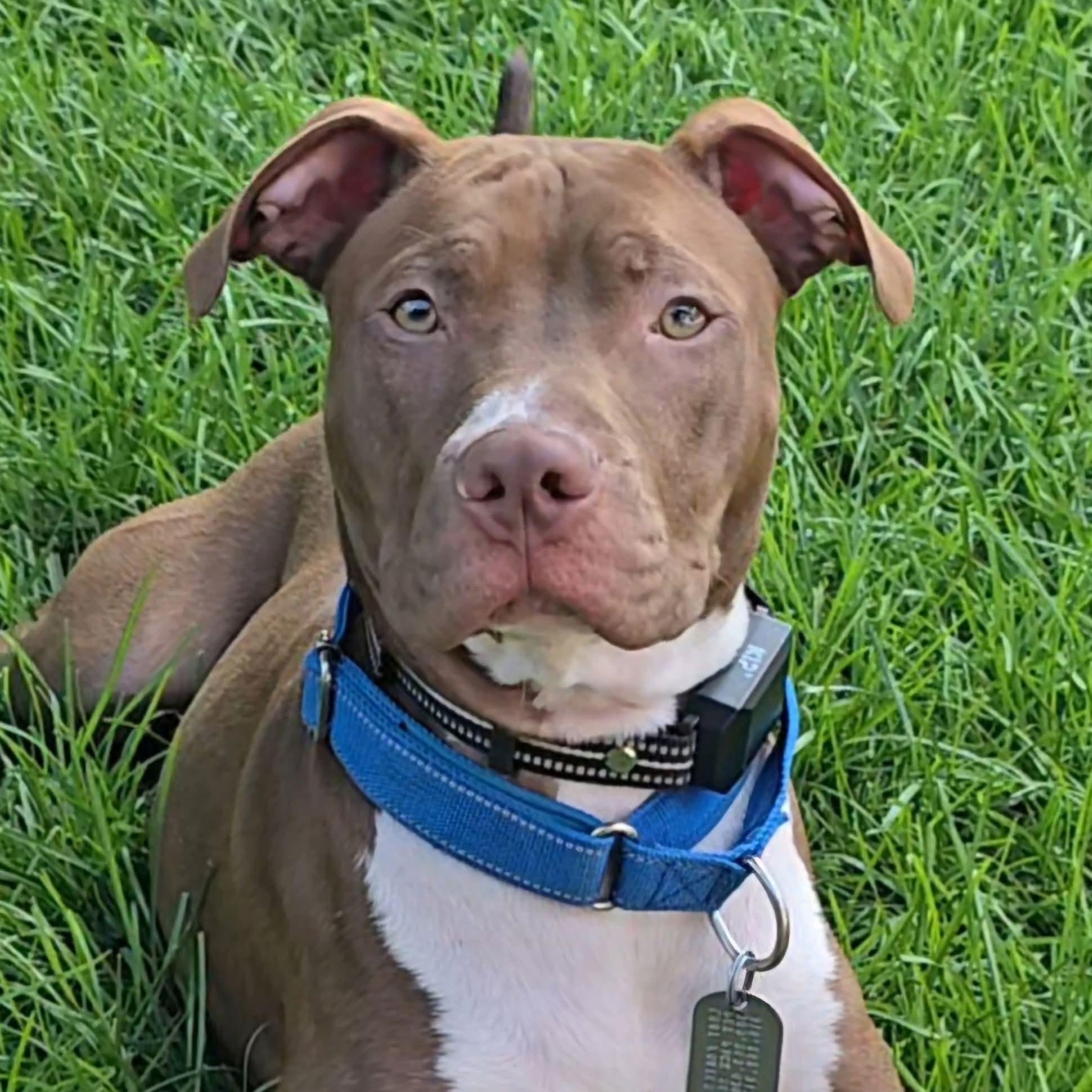Crash-"Kash", Adoptable, Puppy Male Pit Bull Terrier.