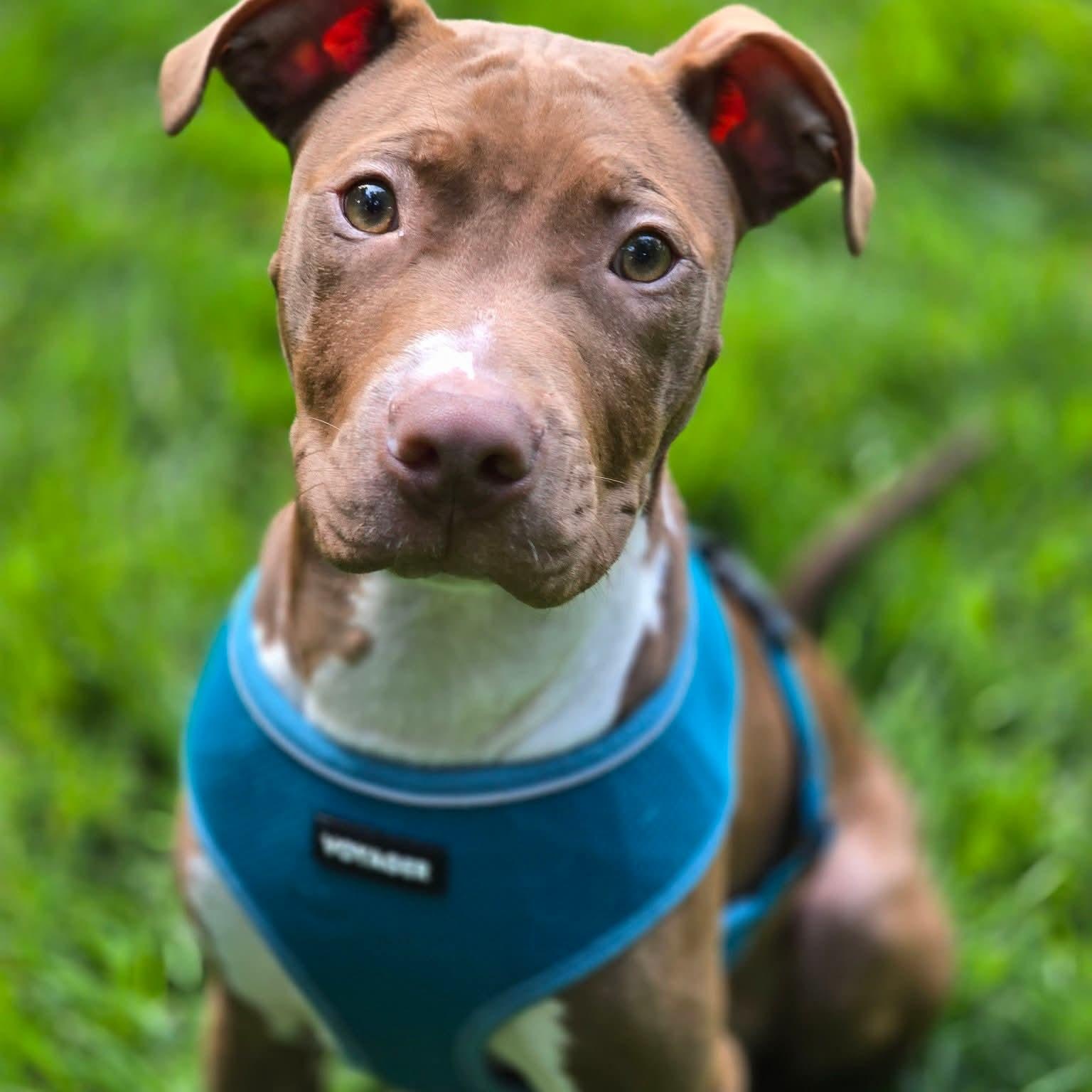 Enlarge Crash-"Kash", a Adoptable Pit Bull Terrier in East Peoria, IL image 4/4