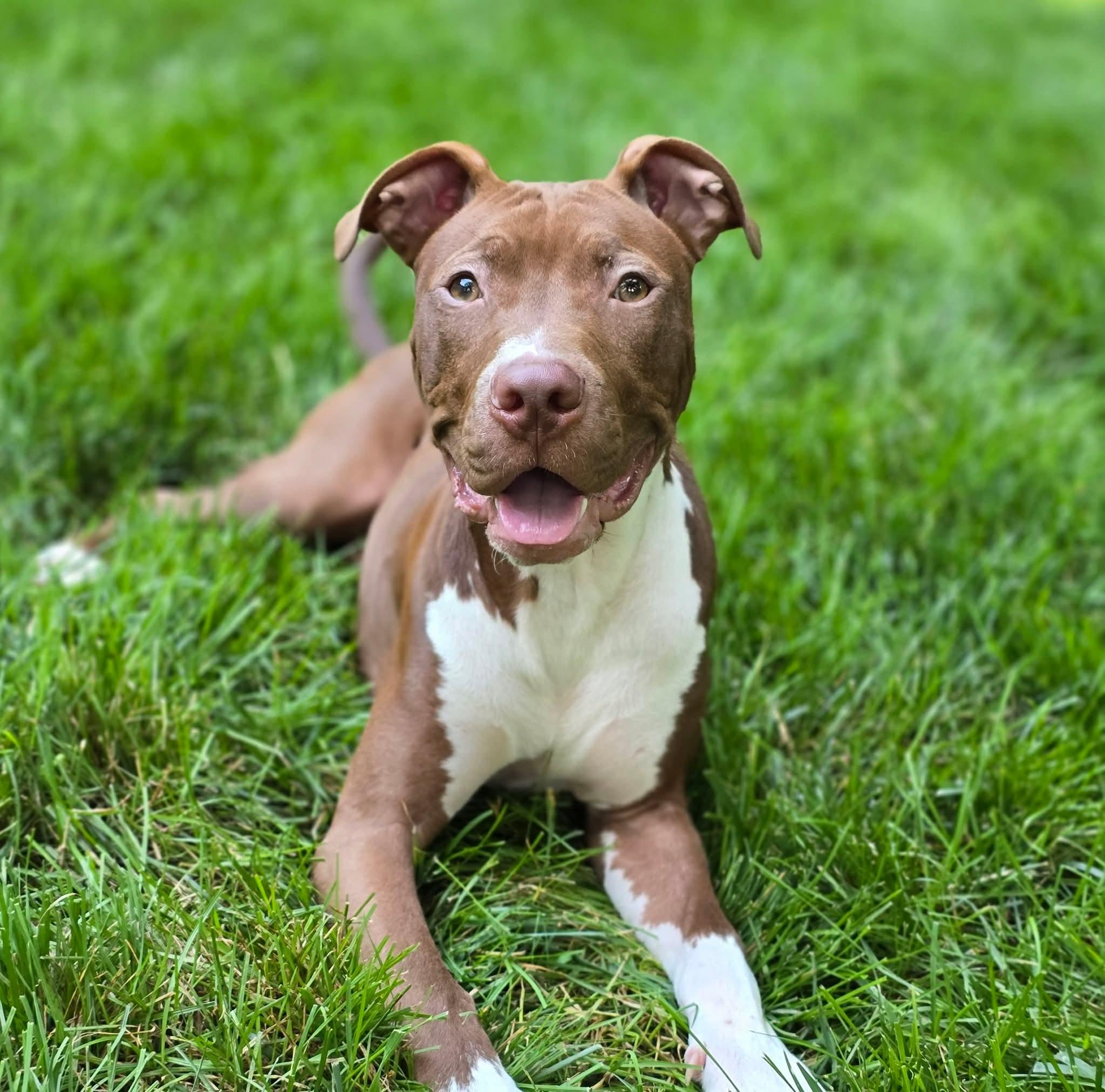 Enlarge Crash-"Kash", a Adoptable Pit Bull Terrier in East Peoria, IL image 2/4