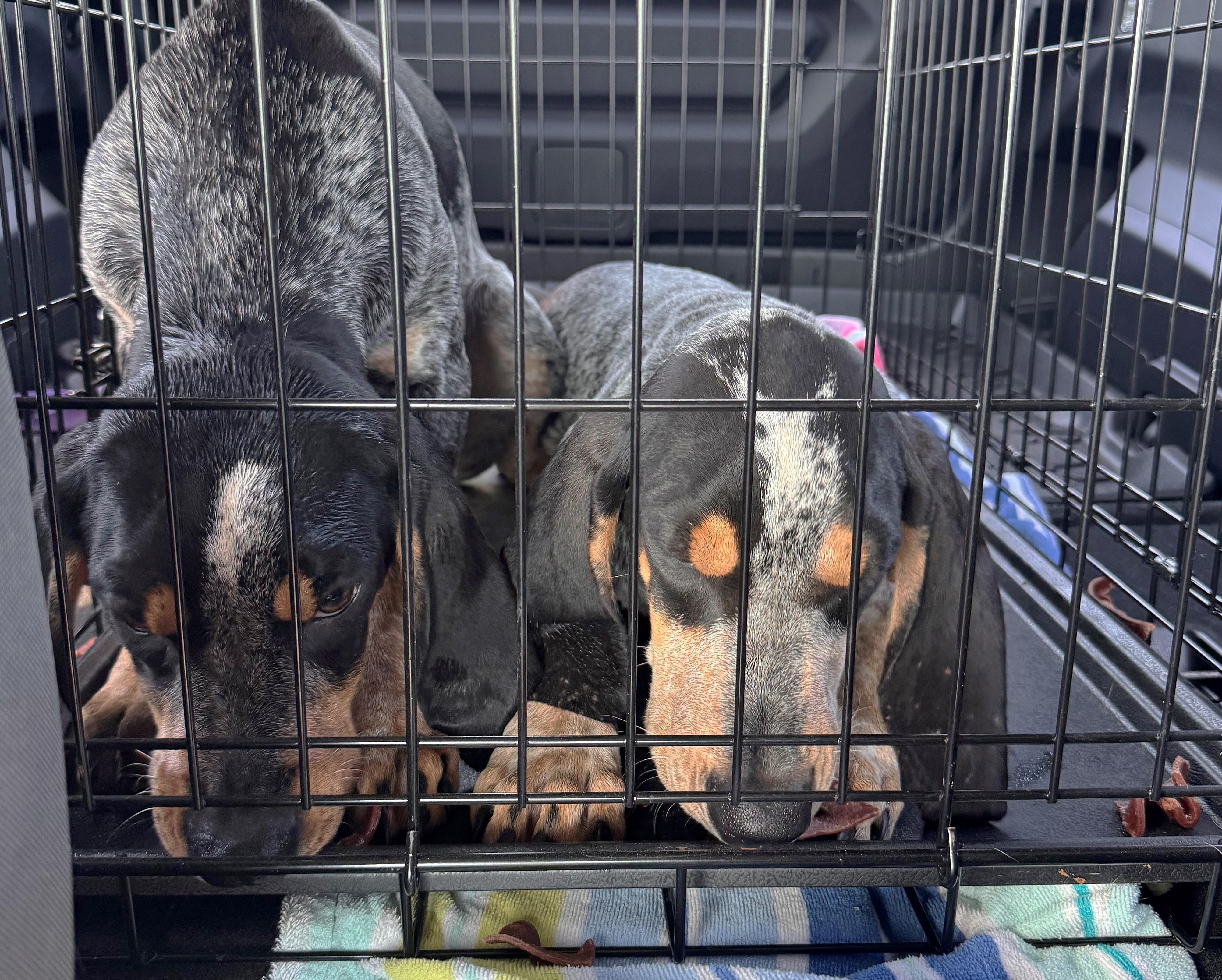 Pearl (AL), an adopted Bluetick Coonhound in Mobile, AL image 4/5