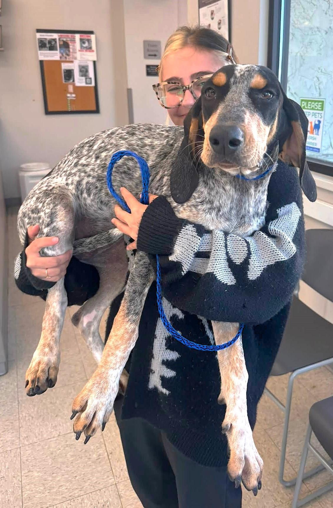 Pearl (AL), an adopted Bluetick Coonhound in Mobile, AL image 5/5