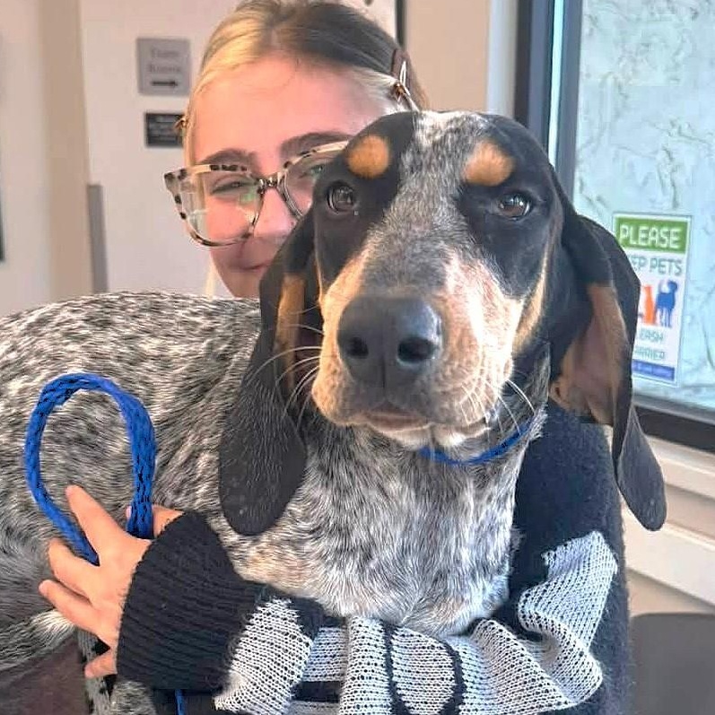 Pearl (AL), adopted, Puppy Female Bluetick Coonhound.