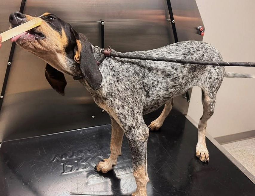 Pearl (AL), an adopted Bluetick Coonhound in Mobile, AL image 2/5