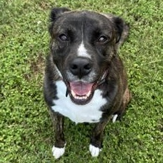Enlarge Rocco, a Adoptable American Staffordshire Terrier in Niagara Falls, NY image 2/6